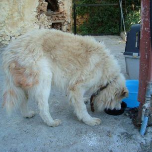 Arkos (2)